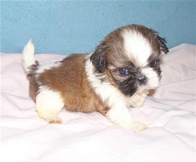 Puppies for Sale